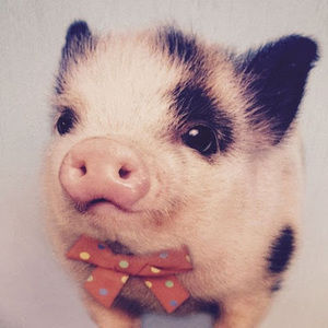 Meet your Posher, Abbey